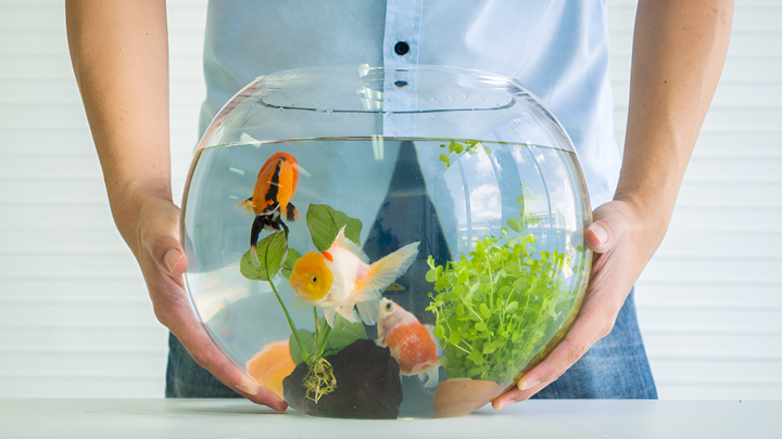 Caring for Fish the Right Way