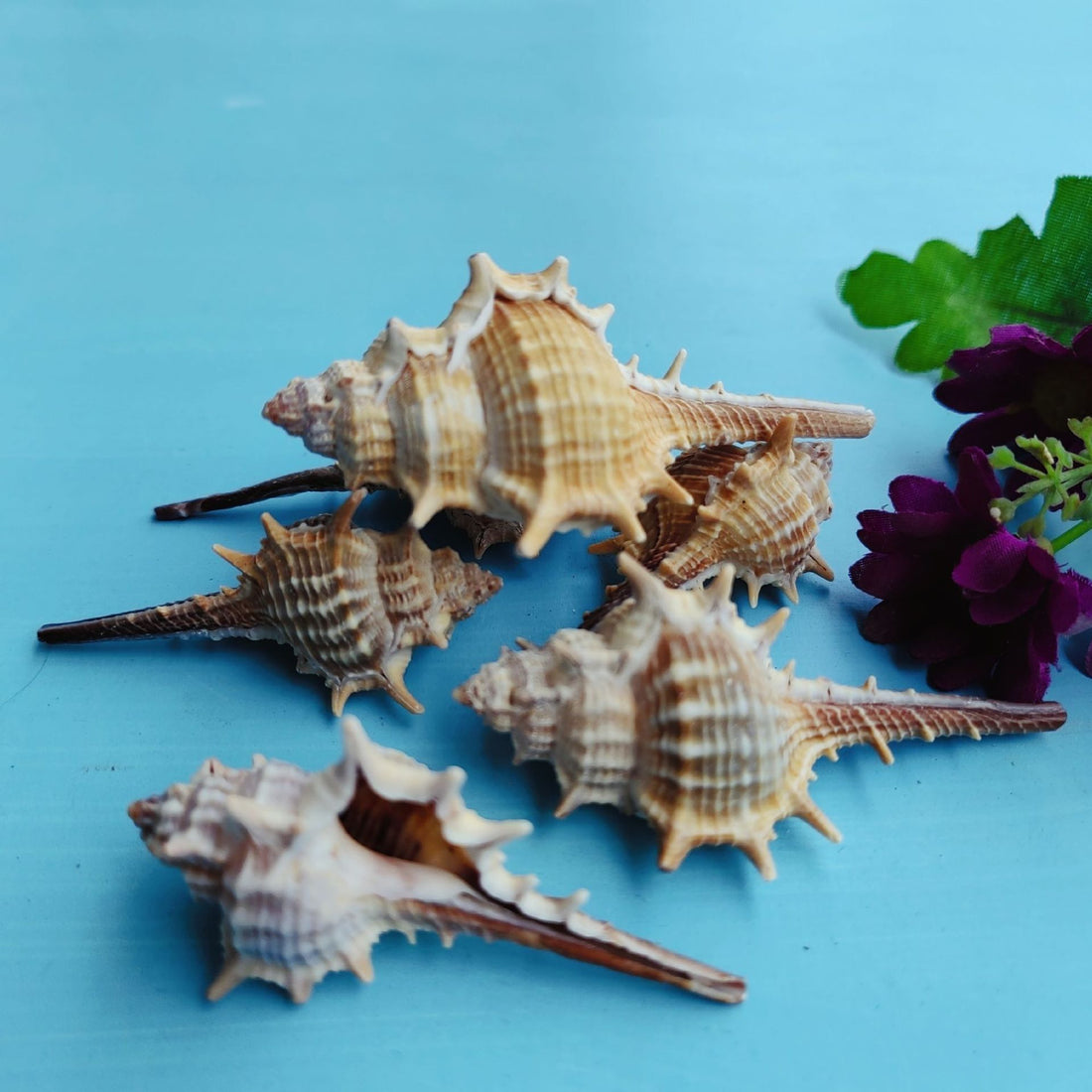 Natural Shell Conch 5-9cm Home Fish Tank Decoration
