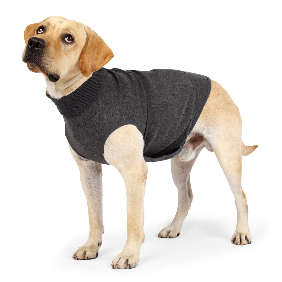 Pet Polyester Comfort Cotton Double Jacket