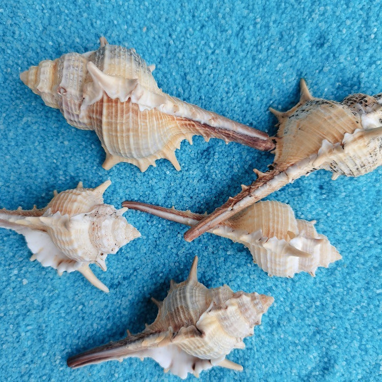 Natural Shell Conch 5-9cm Home Fish Tank Decoration