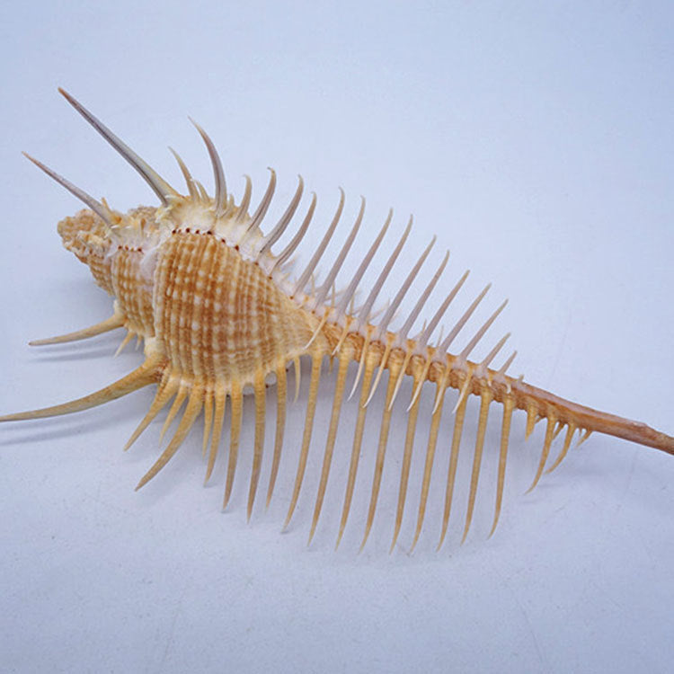 Ancient Conch Shell Aquarium Fish Decoration