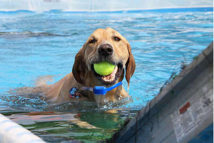 Rechargeable Remote Control Dog Training Device