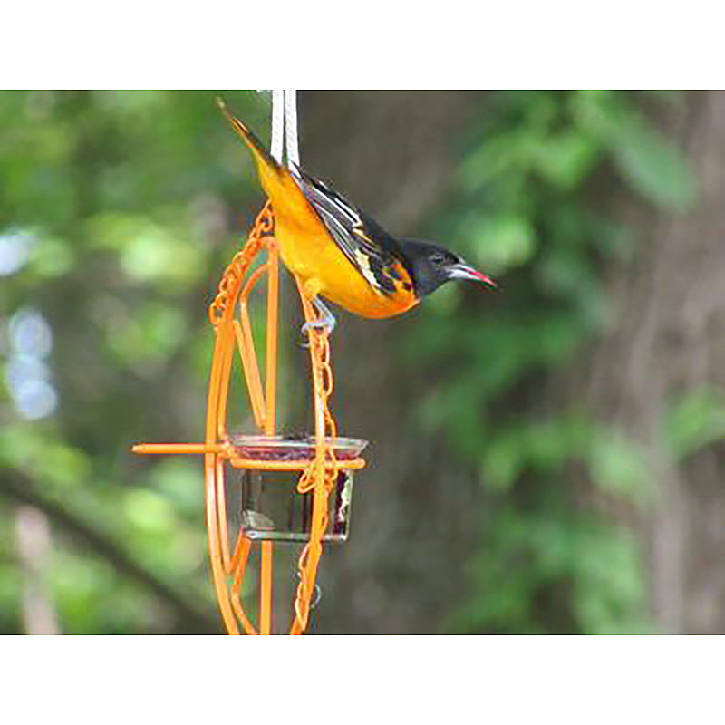 Bird Feeder Orange Fruit Outdoor Hanging