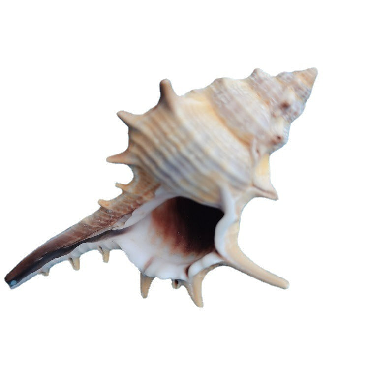 Natural Shell Conch 5-9cm Home Fish Tank Decoration