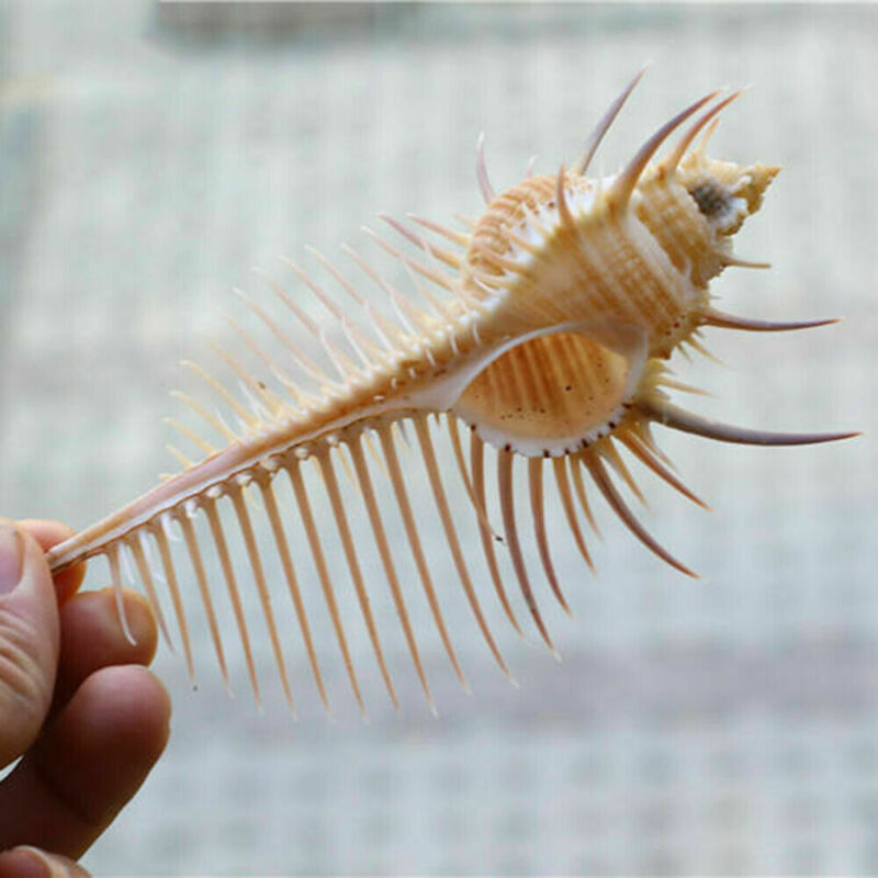 Ancient Conch Shell Aquarium Fish Decoration