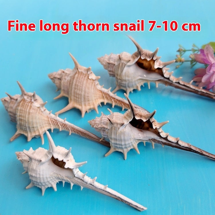 Natural Shell Conch 5-9cm Home Fish Tank Decoration