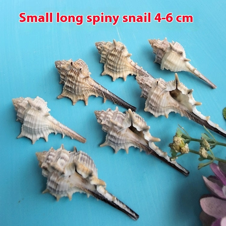 Natural Shell Conch 5-9cm Home Fish Tank Decoration