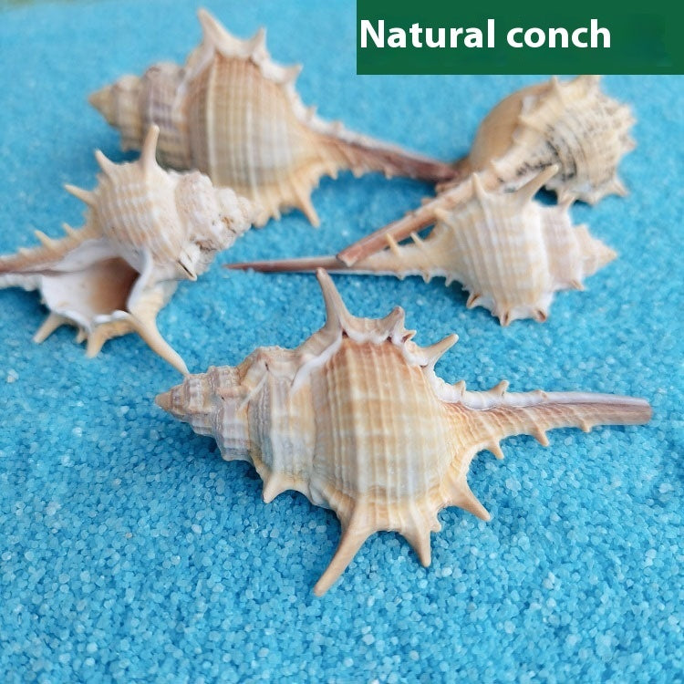 Natural Shell Conch 5-9cm Home Fish Tank Decoration