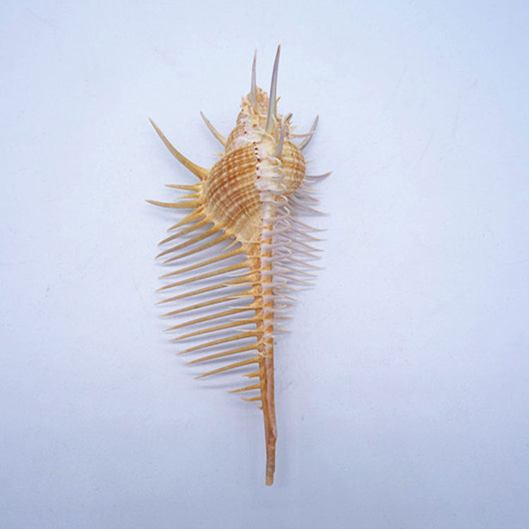 Ancient Conch Shell Aquarium Fish Decoration