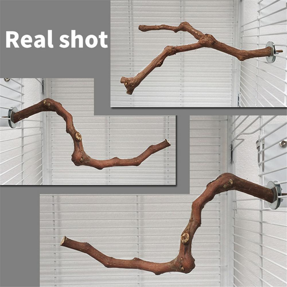 Bird Standing Stick Wild Grape Wood