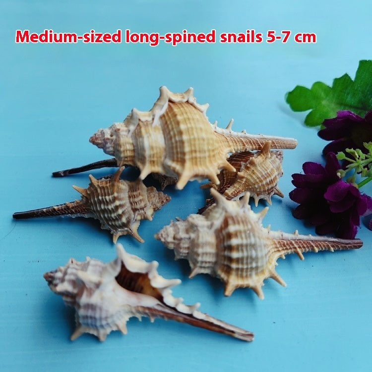 Natural Shell Conch 5-9cm Home Fish Tank Decoration